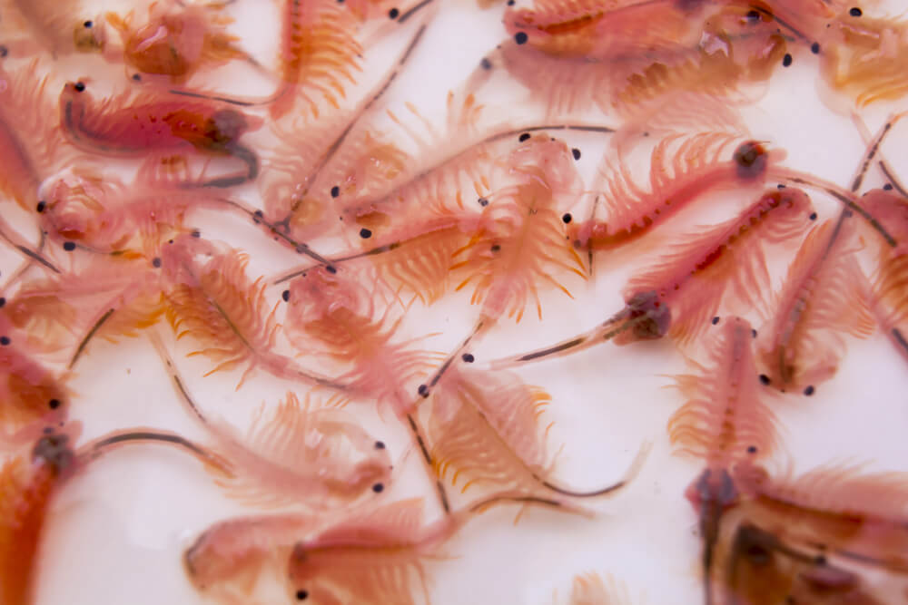 Thiết lập bể nuôi Artemia làm thức ăn cá cảnh