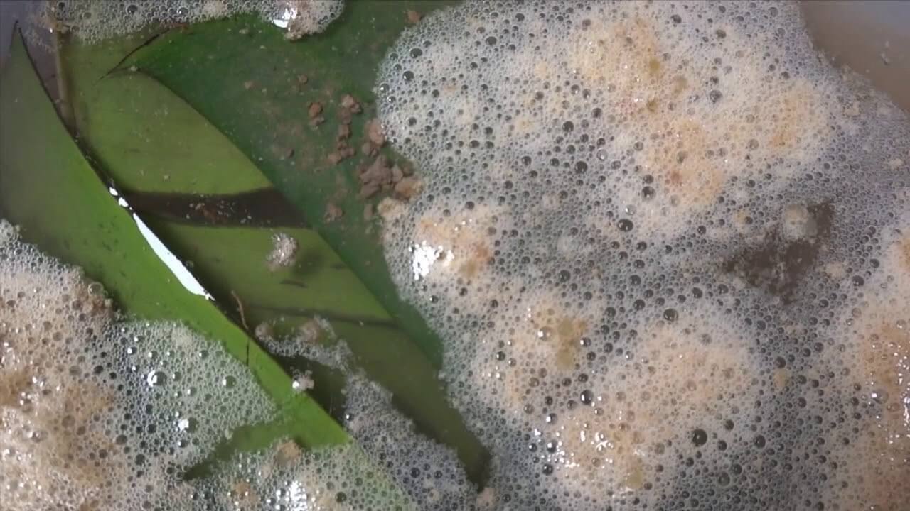 lươn sinh sản