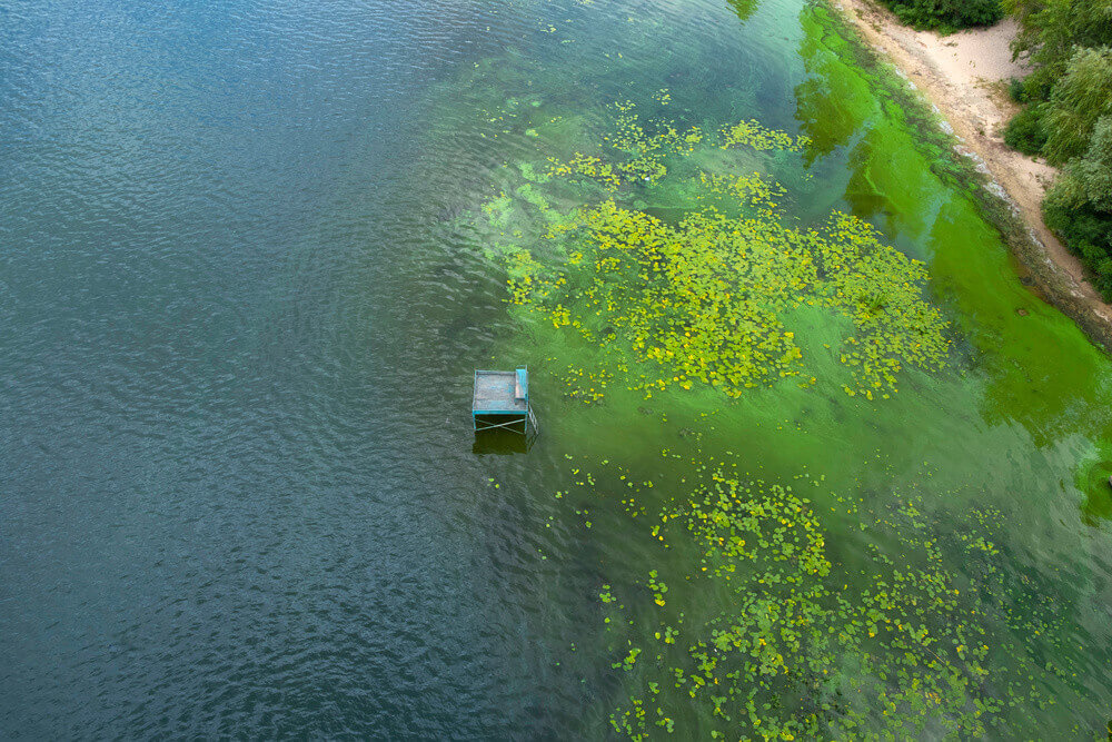tảo độc ao nuôi tôm