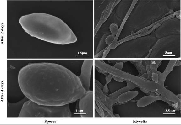 Bào tử và sợi nấm của bệnh phấn trắng được xử lý bằng nước cất (đối chứng) và quan sát bằng kính hiển vi điện tử quét trong bốn ngày với khoảng thời gian hai ngày.