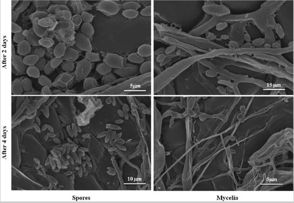 Hình 4. Bào tử và sợi nấm của bệnh phấn trắng được xử lý bằng hạt nano bạc 10 ppm WA-CV-WA13B và quan sát bằng kính hiển vi điện tử quét trong bốn ngày với khoảng thời gian hai ngày.