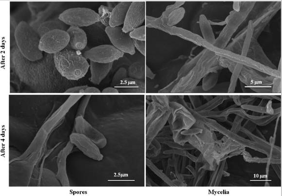 Hình 5. Bào tử và sợi nấm của bệnh phấn trắng được xử lý bằng các hạt nano bạc WA-CV-WA13B 30 ppm và được quan sát bằng kính hiển vi điện tử quét trong bốn ngày với khoảng thời gian hai ngày.