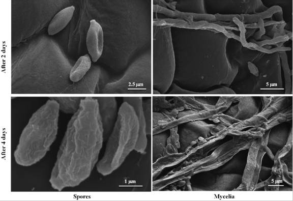 Hình 6. Bào tử và sợi nấm của bệnh phấn trắng được xử lý bằng hạt nano bạc 50 ppm WA-CV-WA13B và quan sát bằng kính hiển vi điện tử quét trong bốn ngày với khoảng thời gian hai ngày.