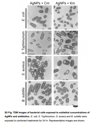 Hình S5. Hình ảnh TEM của các tế bào vi khuẩn tiếp xúc với nồng độ AgNPs và kháng sinh trong sublethal