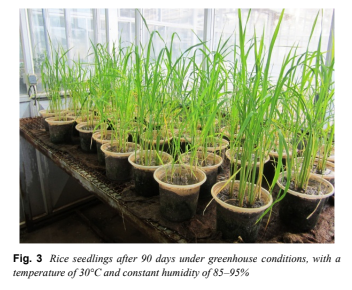 Nano bạc điều trị bệnh khô vằn trên lúa do chủng nấm Rhizoctonia solani gây ra -