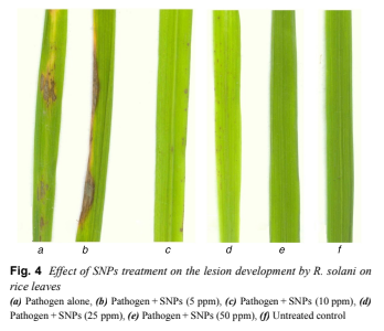 Nano silver treatment of rice sheath blight caused by the fungus Rhizoctonia solani -