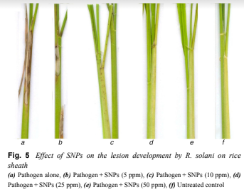 Nano silver treatment of rice sheath blight caused by the fungus Rhizoctonia solani -