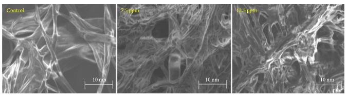 Nano bạc - Chitosan trị bệnh rụng lá cây cao su do Corynespora cassiicola gây ra -