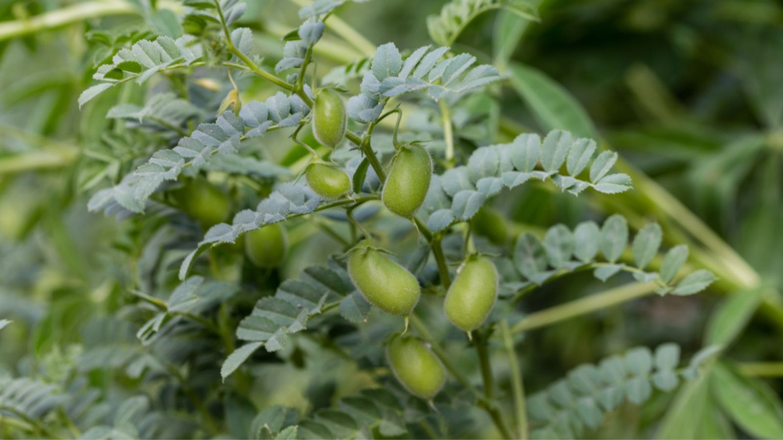 NANO ZINC OXIDE, ZINC MINERAL AND ZINC CHELATE IN CHICKPEA YIELD GROWTH AND NUTRITIONAL CONTENT