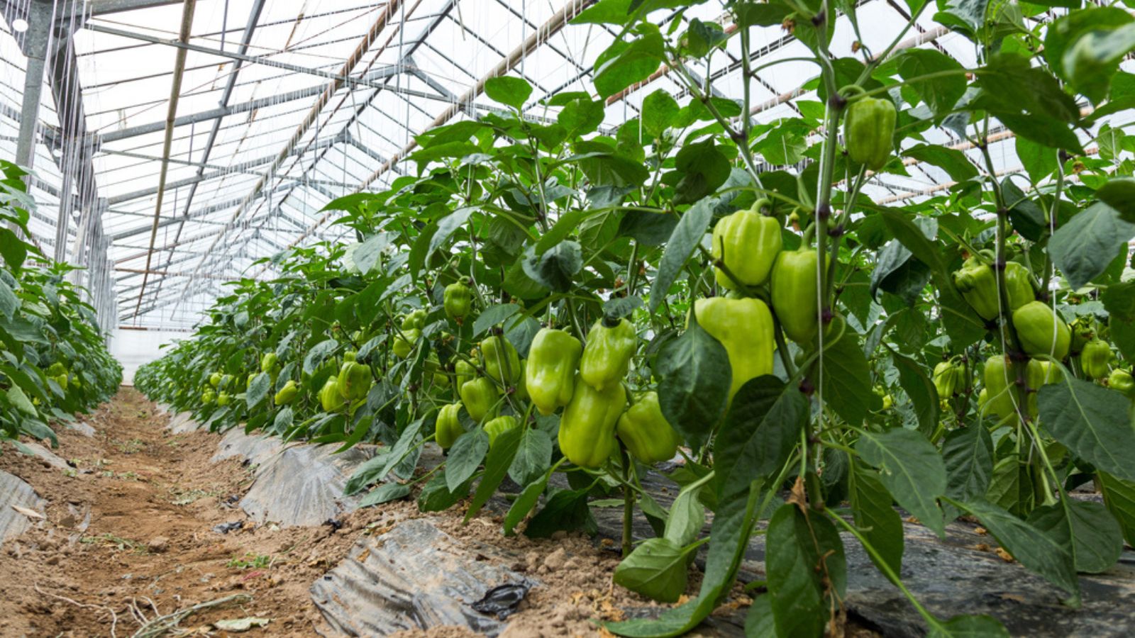 Nano zinc oxide sprayed through the leaves improves the yield of capsicum