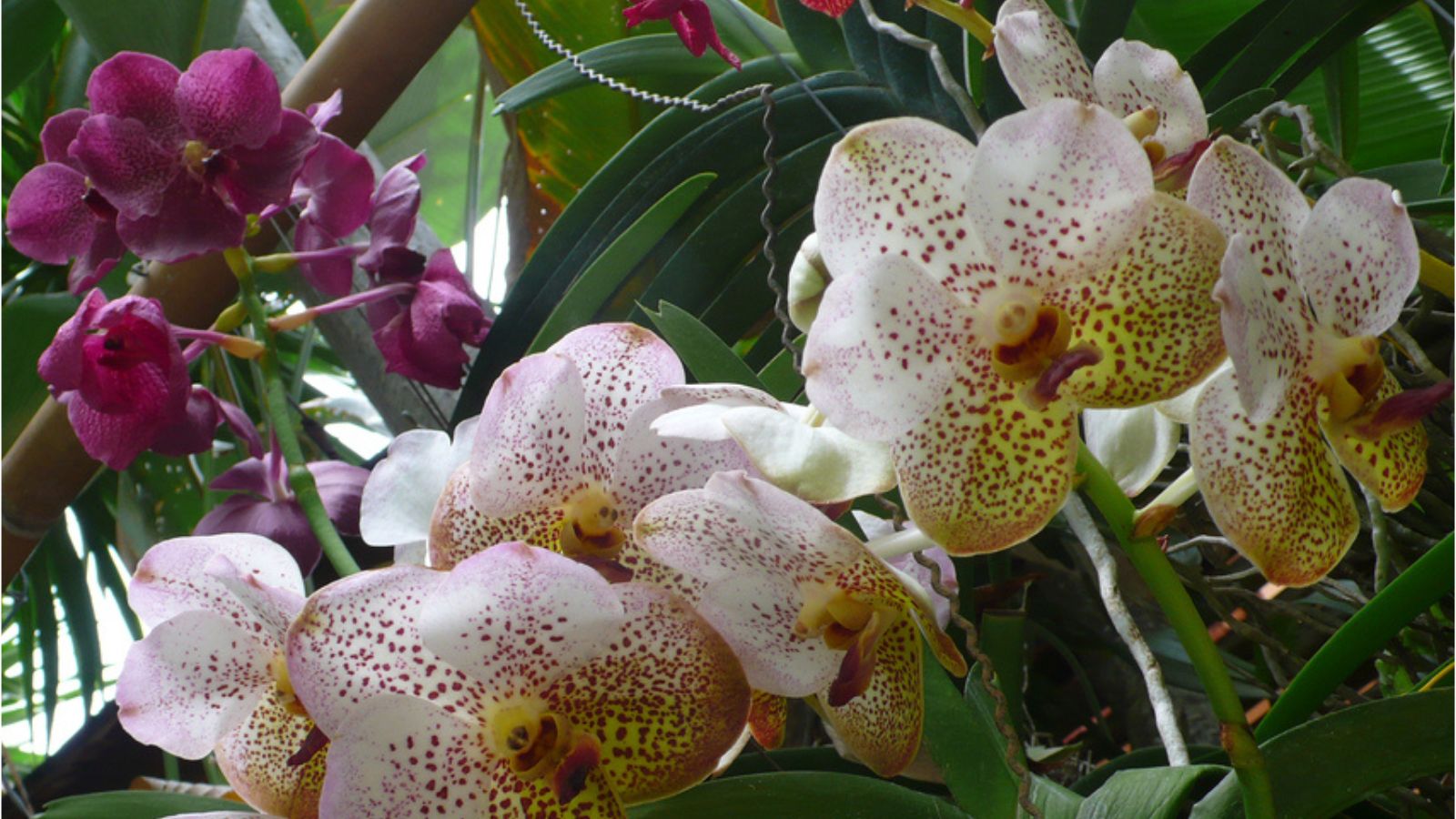 Nano zinc oxide to treat Colletotrichumsp fungus on orchids