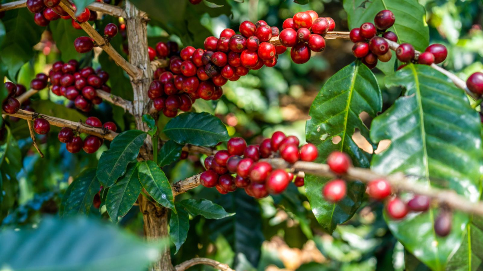 nano kẽm oxit diệt nấm hồng gây hại cây cà phê